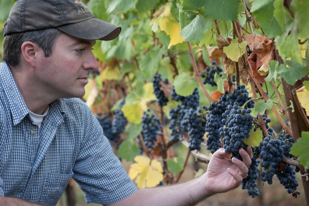 Founder Evan Bellingar inspecting a bunch of red grapes still on the vine.